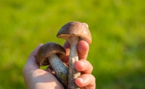 GOVERNO QUER REGULAR APANHA DE COGUMELOS