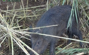 Lagos – Libertação de javali depois de capturado por laço   