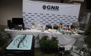 GNR de Faro apreende plantas de canábis