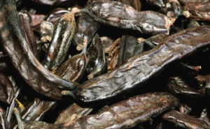 TRANSFORMAR POLPA DE ALFARROBA EM BIOCOMBUSTÍVEL