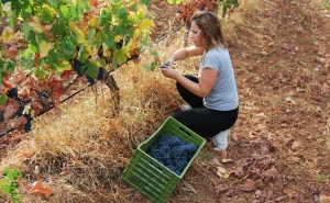 LOULÉ CRIATIVO JUNTA VINDIMAS E GASTRONOMIA NUMA EXPERIÊNCIA ÚNICA