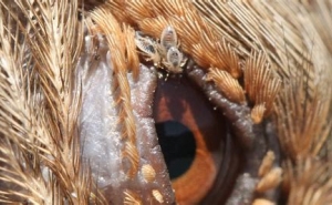 Piolho do pombo leva a encerramento unidade coronária do hospital de Faro