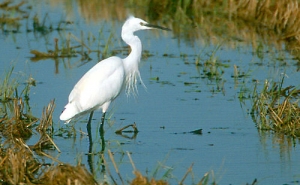 ÚLTIMA HORA | Detetado caso de gripe aviária em garça-real no Algarve
