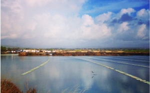 Revista Internacional Marine Genomics publica novos estudos sobre espécies de bivalves, que contam com colaboração de investigadora da CCMAR