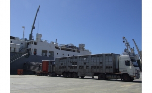 OPERAÇÃO INÉDITA DE EXPORTAÇÃO COM EMBARQUE DE GADO VIVO