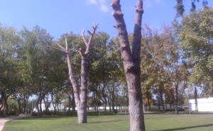 AUTARQUIA DE LOULÉ AUSCULTA MUNÍCIPES SOBRE O DESTINO DE PINHEIROS REMOVIDOS NO PARQUE MUNICIPAL