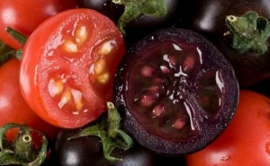 Tomate preto pode prevenir a diabetes