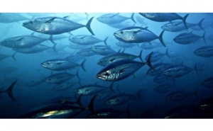 Faro recebe Congresso de Biologia Marinha dos Países de Língua Portuguesa