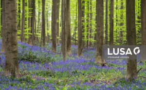 Governo lança cinco anúncios com apoio total de 145ME para investimentos na floresta