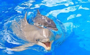 Nasceu um novo golfinho no Zoomarine