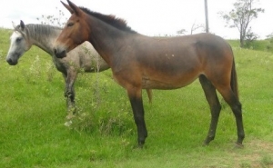 Homem morto por coice de cavalo em Tavira