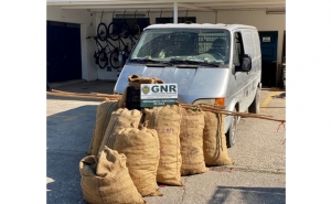 Loulé – Apreendidos 450 quilos de alfarroba furtada
