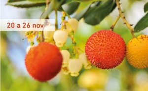 SEMANA GASTRONÓMICA DO MEDRONHO NO CONCELHO DE ODEMIRA