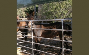 Regulamento Municipal sobre Equídeos vai ser alterado