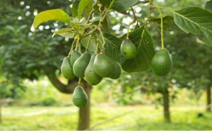 Projeto Agrícola de Produção de Abacates em Lagos, promovido pela requerente «FRUTINEVES, Lda.»