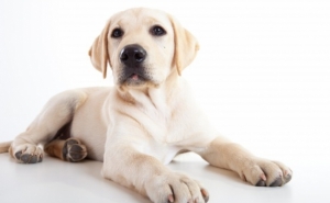 Campanha de Sensibilização para o não abandono de animais de companhia