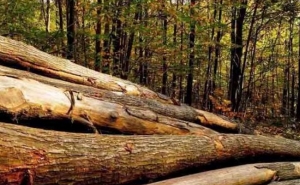 GNR reforça ações de prevenção e vigilância das florestas