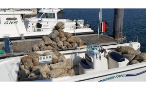 Faro – Apreensão de cinco toneladas de berbigão subdimensionado