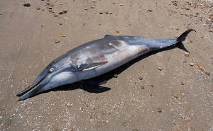 Cadáveres de golfinho e baleia-anã dão à costa em praias do sotavento algarvio