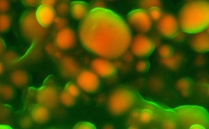 UAlg acolhe 3º encontro da Associação Portuguese Network on Extracellular Vesicles