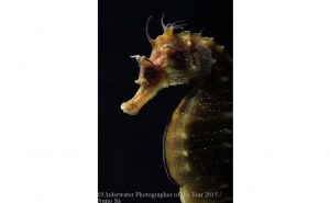 Cavalos marinhos dão prémio de melhor fotógrafo subaquático 2015 a Nuno Sá