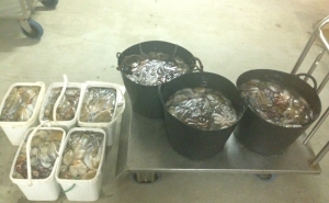 Apreendidos 160 kgs de polvo que não foi levado à lota em Tavira- Polícia Marítima