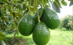 Microclima e aumento da procura fazem produção de abacate disparar no Algarve