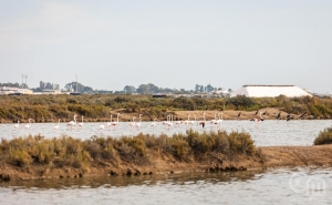 Município avança com candidatura da Reserva Natural do Sapal de Castro Marim e VRSA  enquanto Reserva da Biosfera da UNESCO
