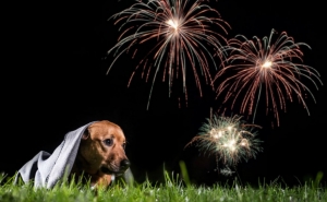 PAN: «Dos tampões para animais ao fim do fogo de artifício com explosões em Olhão»