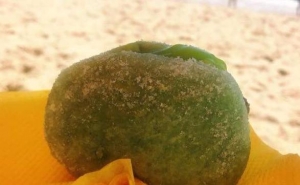 Bolas de Berlim de spirulina são novidade nas praias algarvias este verão