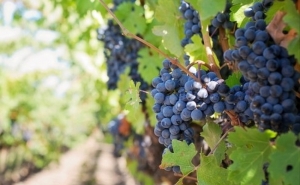 ALENTEJO FOI A REGIÃO MAIS DISPUTADA PELOS CANDIDATOS A VITICULTORES EM 2016