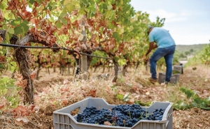 Produção algarvia de vinho aumenta apesar da seca