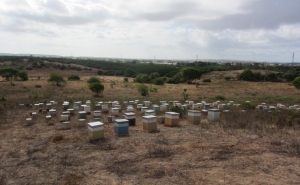 Apreendidas colmeias furtadas