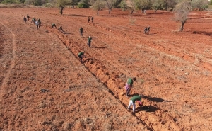 Operação Montanha Verde: Marinheiros participam na plantação de árvores no Algarve