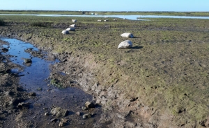 Polícia Marítima apreende 700 quilogramas de berbigão imaturo na Ria Formosa