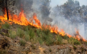 Incêndios: Área ardida diminuiu mais de metade até 30 de junho