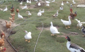 Autarquias do Alentejo e do Algarve minimizam impacto de proibição de venda de aves