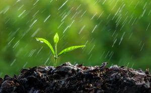 «Se chover, não regue» é a nova campanha de sensibilização da INFRALOBO