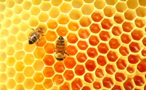 LOULÉ REEDITA FORMAÇÃO «INICIAÇÃO APÍCOLA»