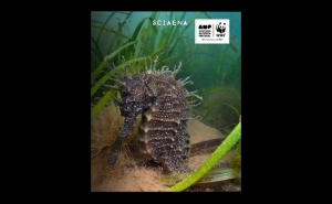 Cavalos-Marinhos da ria formosa em destaque em Olhão