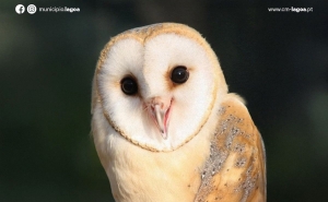 À Mesa com as Tytos