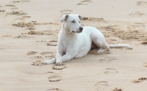 Petição online quer praia canina no Algarve