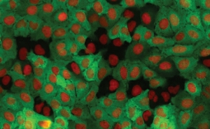 INVESTIGAÇÃO DA UALG