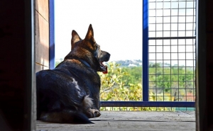 PETS INN é o novo pet hotel do Algarve para várias espécies de animais