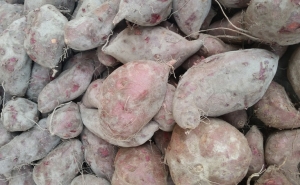 FESTIVAL DA BATATA-DOCE DE ALJEZUR 24, 25 E 26 DE NOVEMBRO