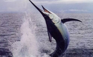 Espadarte do Mediterrâneo protegido por quotas de pesca a partir de 2017