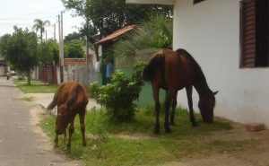 Olhão cria regulamento inovador na área do apascentamento de animais