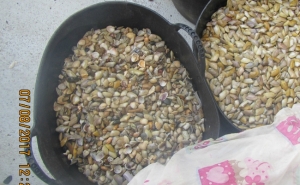 Polícia Marítima apreende embarcação e mais de 50 kg de conquilha ao largo da praia da Terra Estreita – Tavira