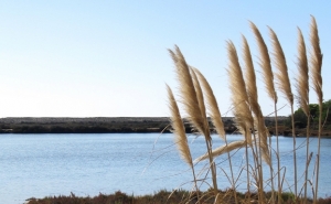 Grupo Águas de Portugal integra projeto europeu pioneiro em soluções para o tratamento de afinação de águas residuais para reutilização em irrigação agrícola