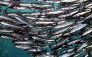 Ambientalistas criticam aumento das quotas de sardinha